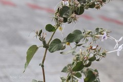 Barleria acuminata
